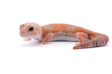 fat tail gecko isolayed on white background