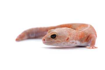 fat tail gecko isolayed on white background