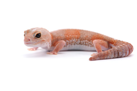fat tail gecko isolayed on white background