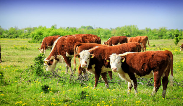 Cows grazing on pasture