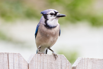 Blue Jay on a wooden fence with out of focus background.