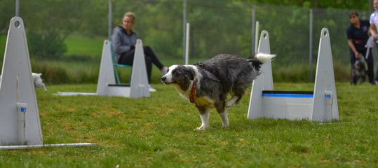 flyball dog competition agility