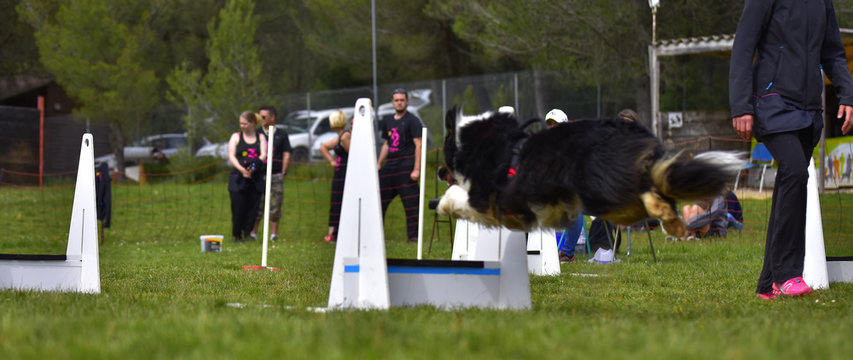 flyball dog competition agility