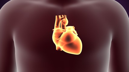 Plakat 3d illustration human body heart