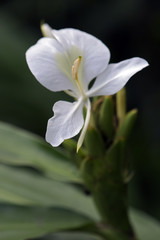 Close-up of white ginger lily