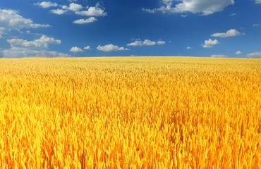 Fototapeta premium Wheat field against a blue sky