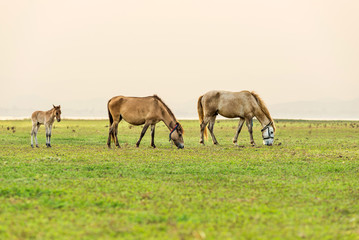 Naklejka na ściany i meble Horses graze in the beautiful green field.