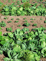 Naklejka premium Green lettuce plant in field