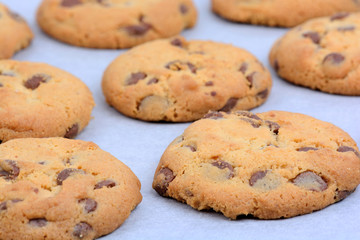 Many cookies on baking paper