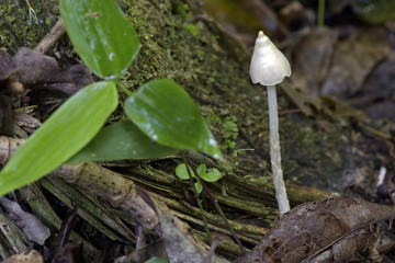 Fungus sighted in remaining of the Atlantic Rainforest