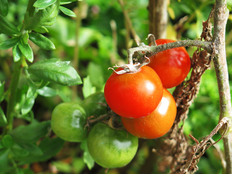 Red cherry tomato ready to be harvested