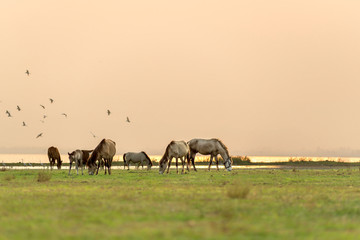 Fototapeta na wymiar Horses graze with family in a green field beautiful sunset