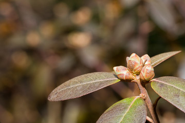 Garden plants budding in the spring with lush muted background