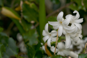 Tiny white spring flowers with dark foliage background and text space