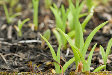 Tiny garden shoots poke up in spring