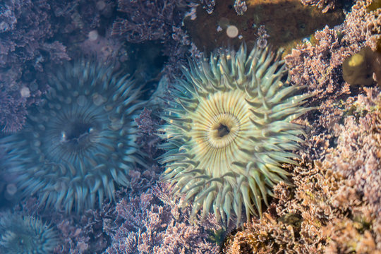 Sea Anemone 