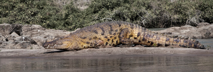 Crocodile on the bank of the Kunene River, Namibia