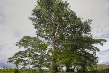 Tropical Jungle Trees