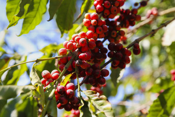 Coffee Beans Growing in Plantation