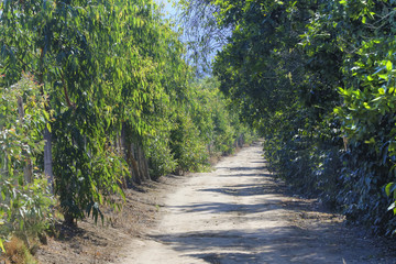 Fototapeta na wymiar Plantation Road With Lush Green Trees