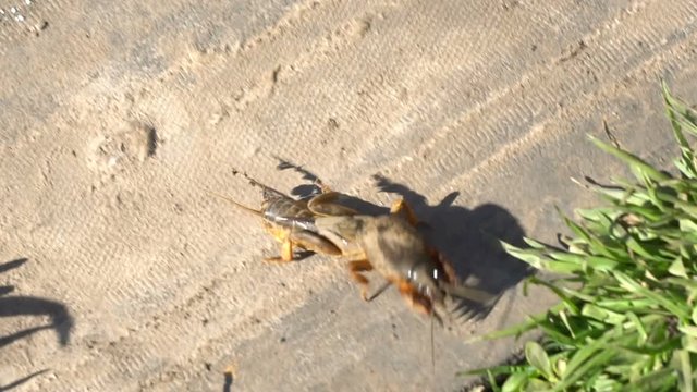 Gryllotalpa Medvedka crawls on the ground. Slow motion