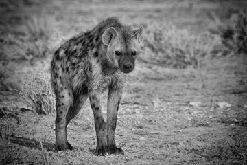 Hyena, Etosha National Park, Namibia