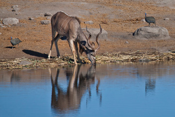 Kudu Drinking, Etosha National Park, Namibia