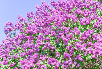 Naklejka premium Blooming varietal selection lilac (Syrigna vulgaris). The sort of 