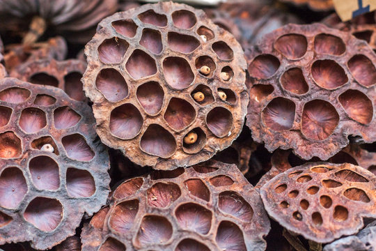 Dry lotus pods with some seeds and empty holes close up for back ground. Seed stem. Amazing plant design