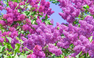 Blooming varietal selection lilac (Syrigna vulgaris). The sort of "Mikhail Sholokhov"