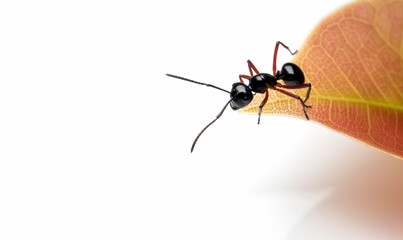 Close-up image of single worker Polyrhachis laevissima ant on red leaf peak isolate on white background with copy space
