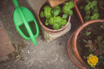 Street photo of beautiful plants and a yellow rose in a flowerpots and garden tool.