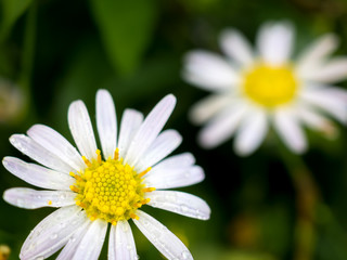 Obraz premium Close-up image of Daisy flower with drops on the petals in garden after the rain and another one blurred on background 
