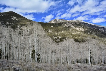 Aspens on Serviceberry Trail great basin national park Nevada