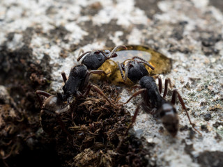 Close-up image of worker Odontoponera denticulata ants eating honey 