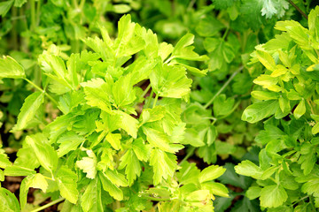 soup celery herb garden