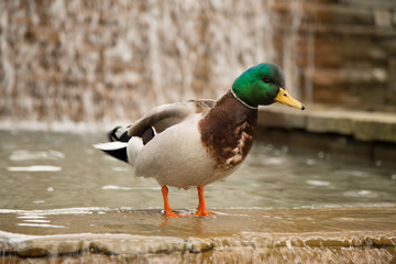 Young curious mallard duck water fountain