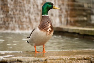 Cute duck standing water fountian
