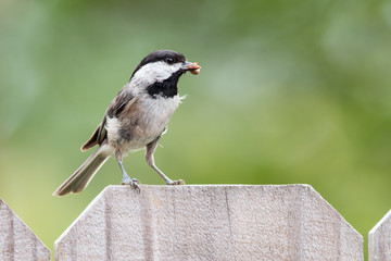 A chickadee eating a spider on a fence.
