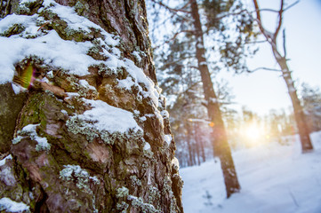 Winter wonderland picturesque landscape in early cold morning with soft sunshine - forest in the sunrise