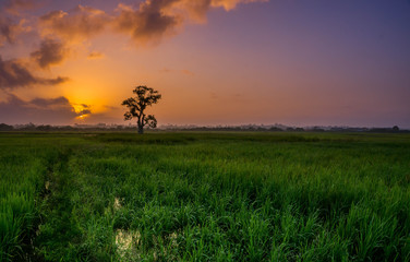 sunset at paddy field