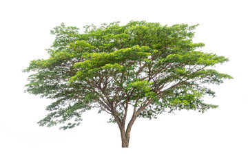 Obraz premium Tree with green leaves isolated on white background