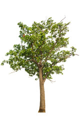 Fototapeta na wymiar Tree with green leaves isolated on white background