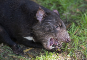 tasmanian devil feeding.