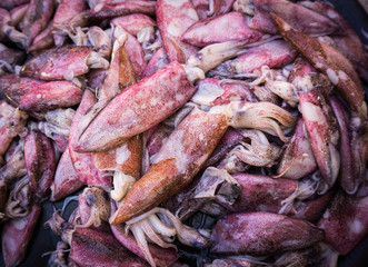 fresh squids @ cuttlefish