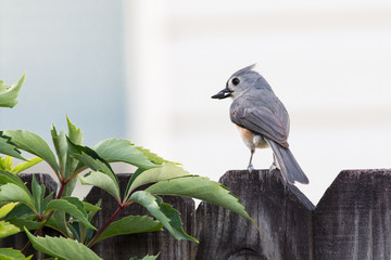 Tufted titmouse bird eating seed on a fence. - 146558597