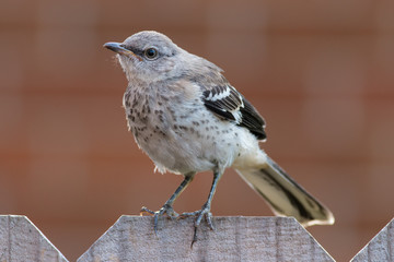 Mocking bird close up on a fence.