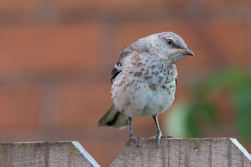 Mocking bird on a wooden fence.
