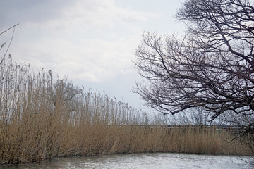 近江西の湖の水郷の葦原