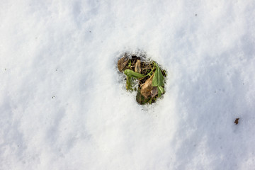 melting snow with grass